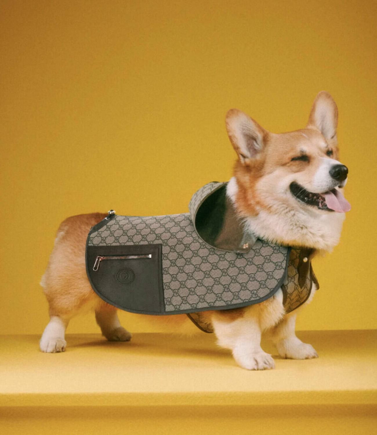 Fashion paw