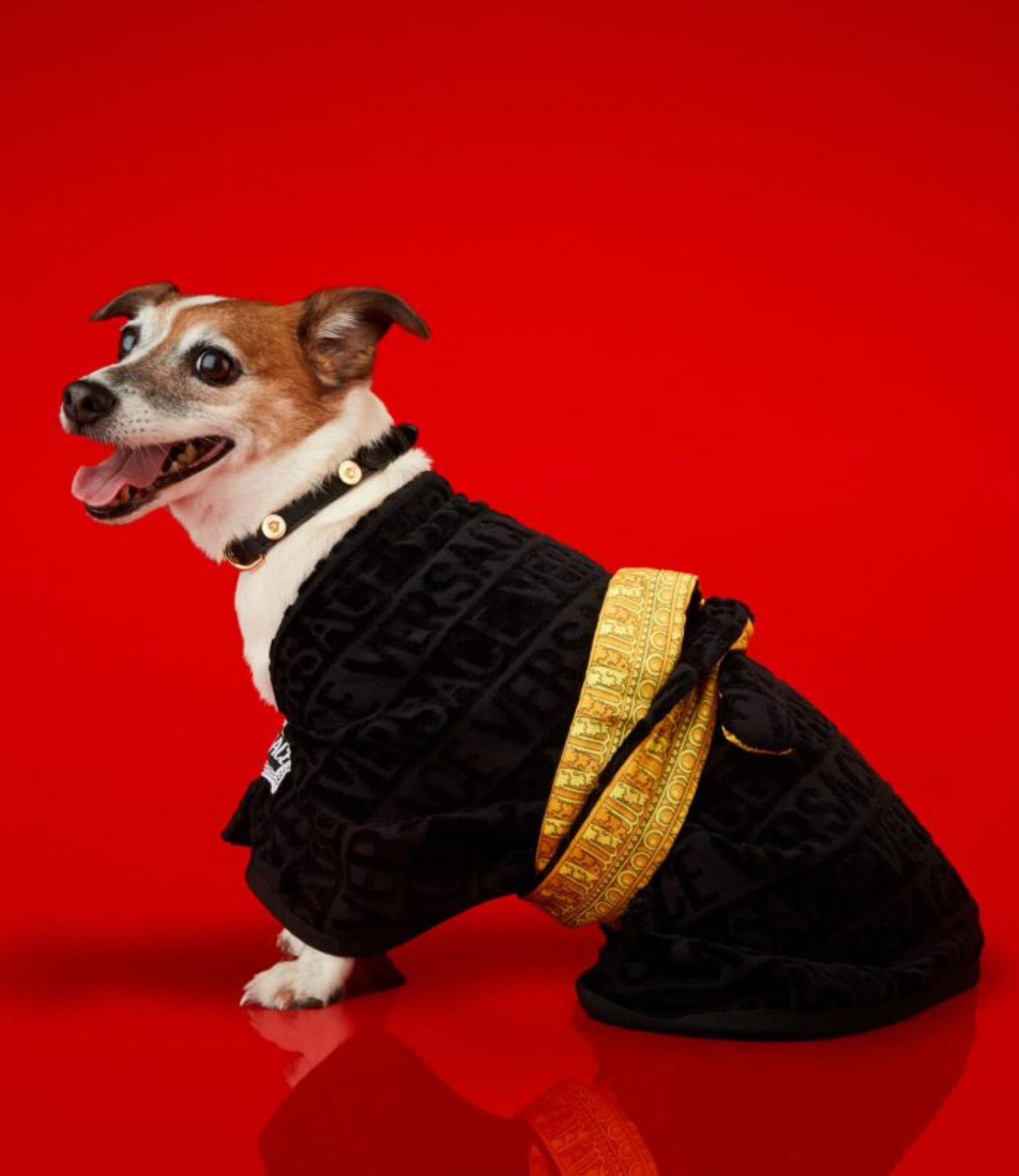 Fashion paw