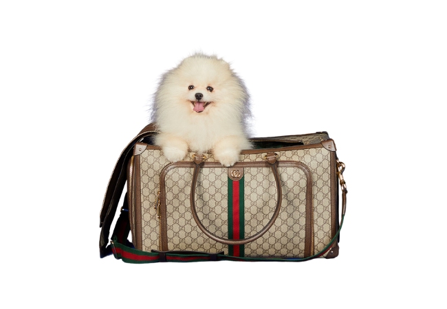Pet Carrier with Web at Gucci